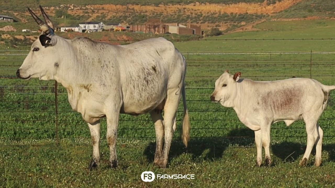Exsteen Nguni's bied aan Lot 53 - EX 19-211 by die Nguni Regainer Groep Veiling, 13 Oktober.