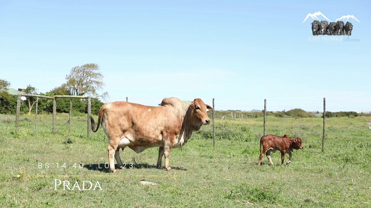 Prestige National Boran Auction Lot 23 - BS 1440 -Prada