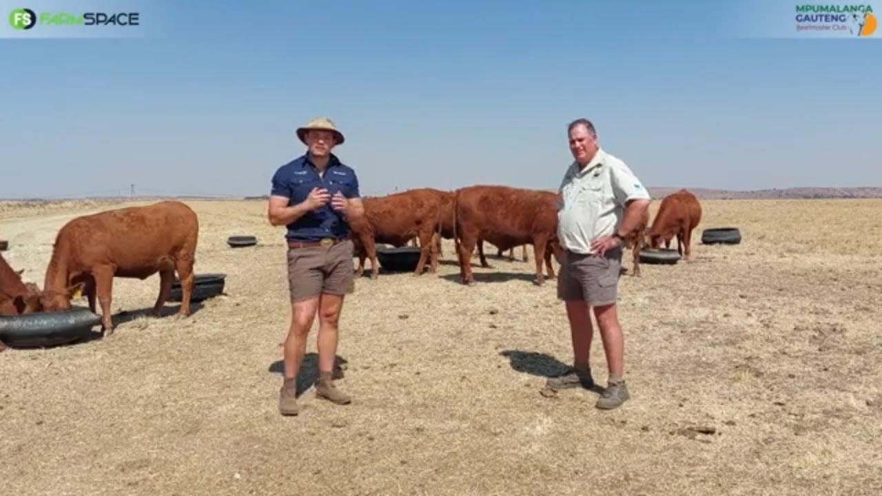Joerné vertel meer van die gehalte vroulike diere by die Mpumalanga Gauteng Beefmaster Klub veiling.