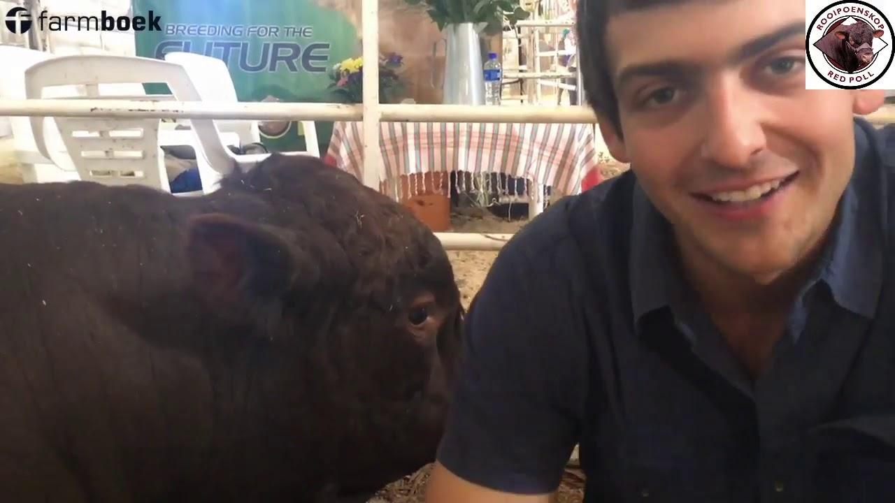 This breed has a very long history in South Africa. - Nampo Cape 2019