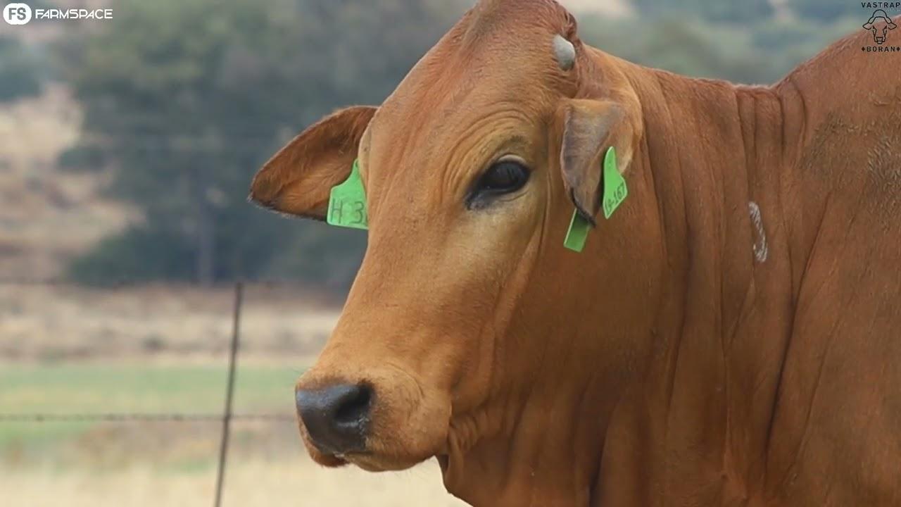 Proven, trusted, quality, genetics you can rely on - Vastrap Female line-up