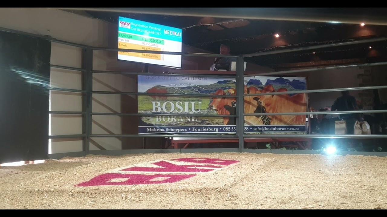 Bosiu Borane Produksie Veiling 2021 regstreeks vanaf Oranje Gasteplaas