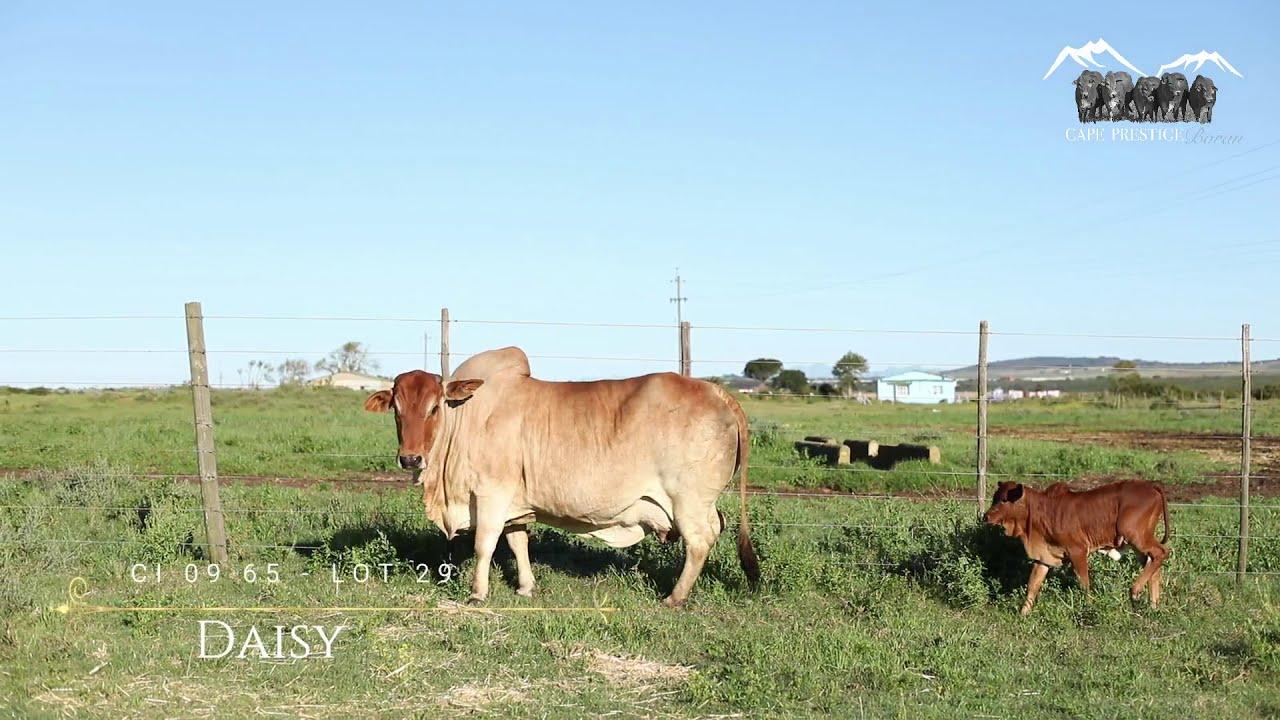 Prestige National Boran Auction Lot 29 - CI 0965 - Daisy