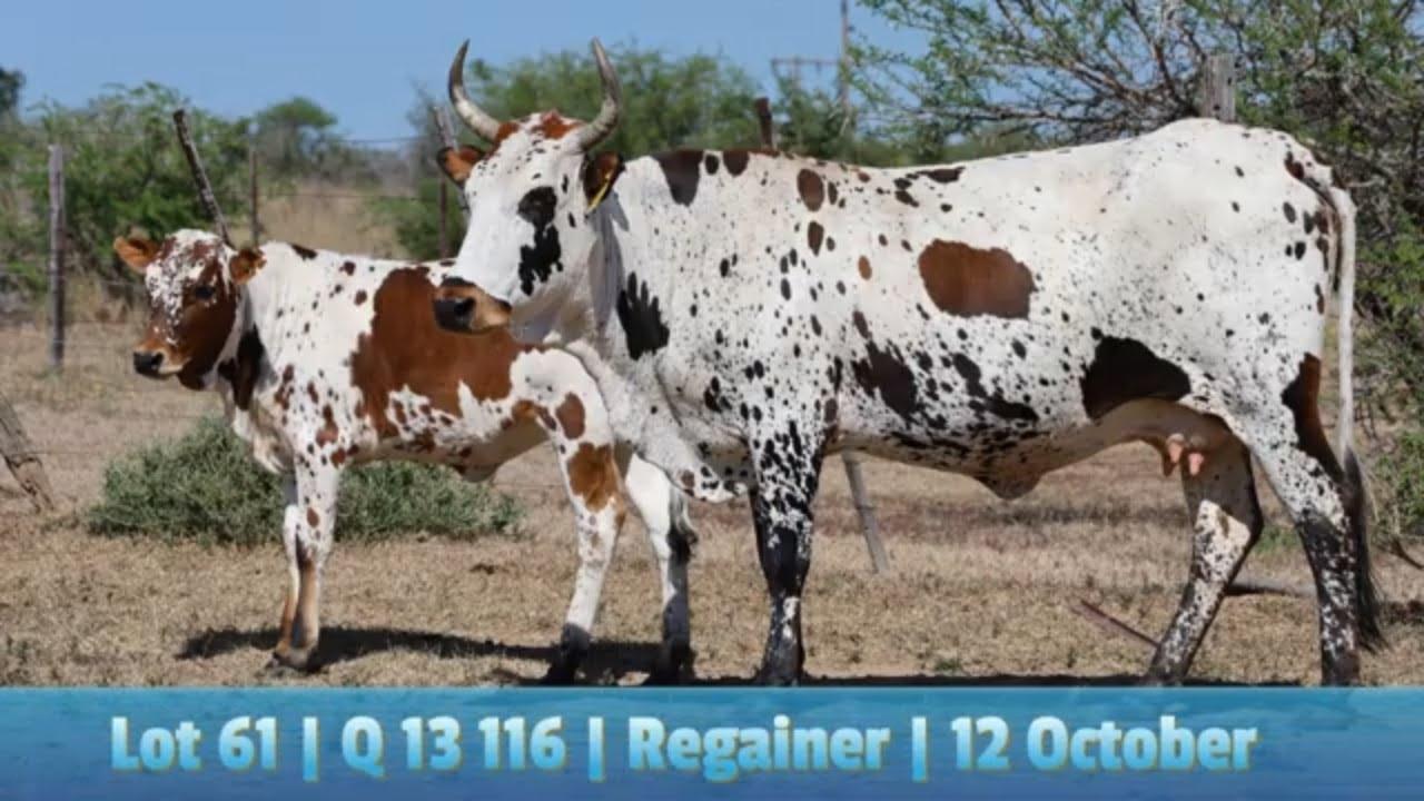 Lot 61 | Q 13-116 | Qhina Ngunis by die Nguni Regainer Veiling op 12 Oktober 2023