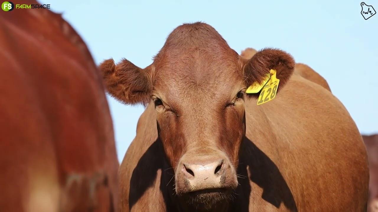 Verse Veiling te Kroonstad 16 Februarie 2023 deur Maritz Familie Trust & Whitehouse Farming
