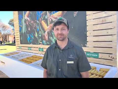 Hoe sal Pannar sê ons moet die volgende seisoen benader uit 'n agronomiese oogpunt uit op Nampo 2026