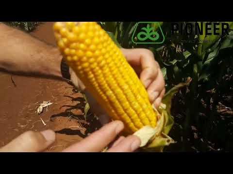 Pioneer P2432 R Ogies Proewe 2018