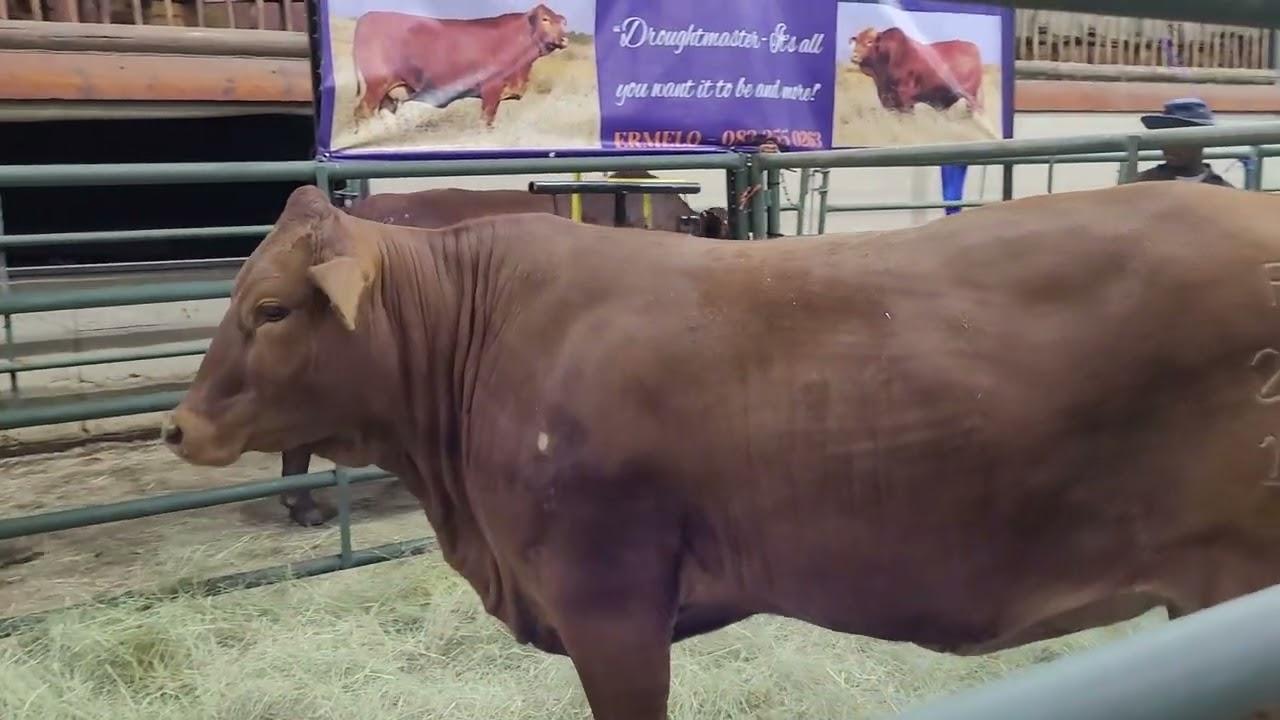 Ons gesels met Marius Barkhuizen oor die eerste Droughtmaster Nasionale veiling.