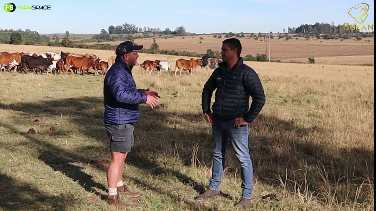 Gerrit en Tinus gesels oor die Boran Nationale Veiling op 15 Julie 2023