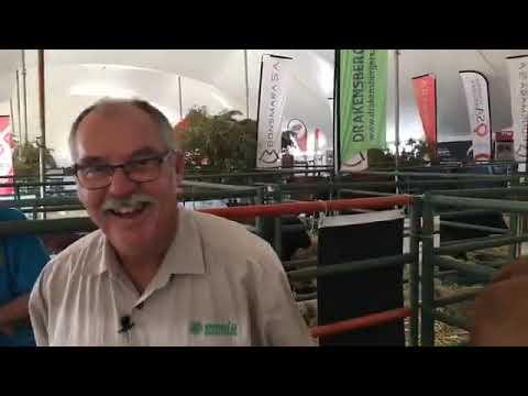 Beefmaster Cattle pulls rank - ALFA Expo 2019