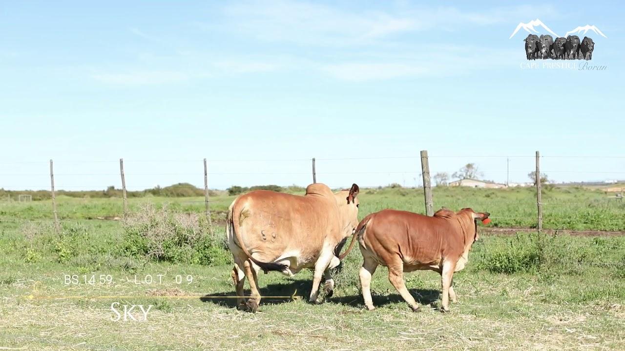 Prestige Boran Auction BS 14 59  -  Lot 9 "SKY"