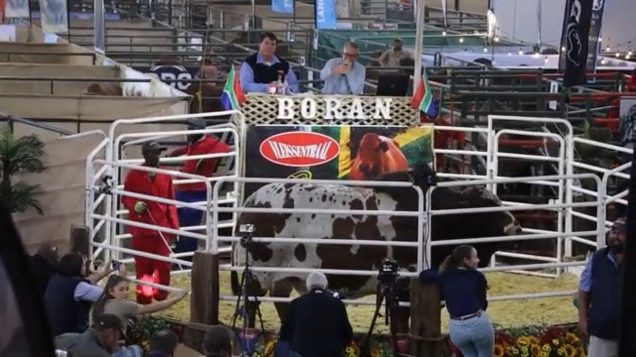 Lot 67 sells for R900 000 at the Boran Cattle Breeders' Society of SA  National Auction 2024