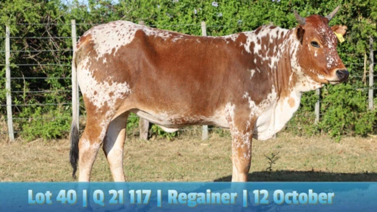 Lot 40 | Q 21-117 | Qhina Ngunis by die Nguni Regainer Veiling op 12 Oktober 2023