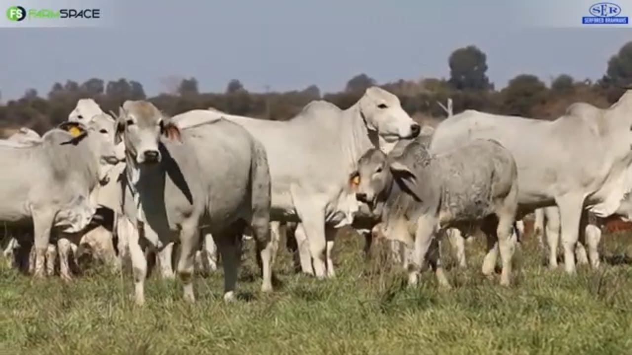 Serfbred Brahmane glo in die beste bulle en streng seleksie.