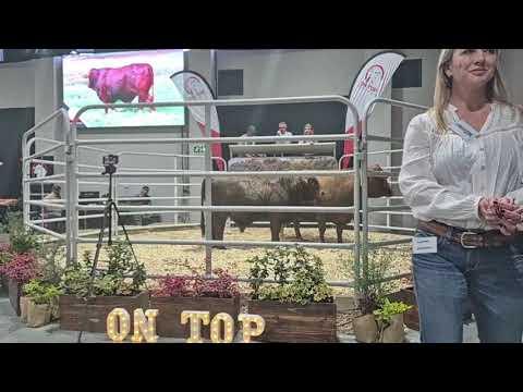 Regstreeks vanaf On Top Droughtmasters Produksie Veiling 2024.