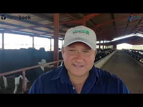Heat stress - Dairy cattle