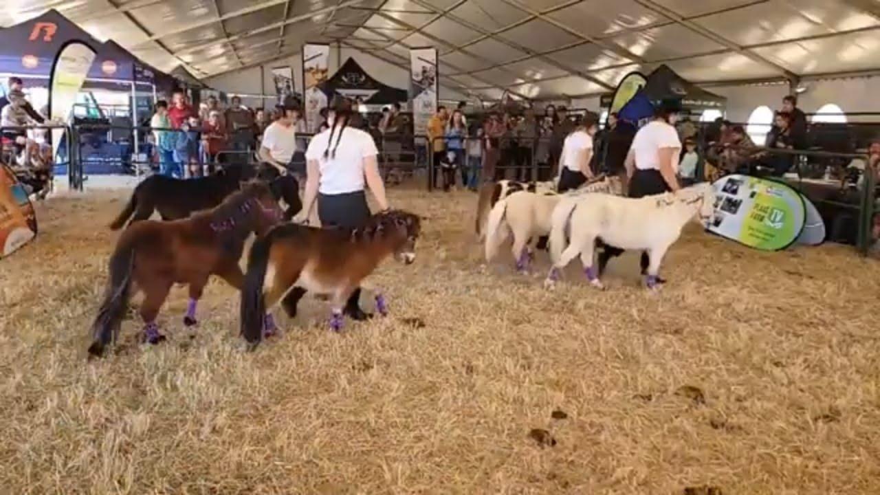 South African Miniature Horse Breed Society by KragDag 2023.