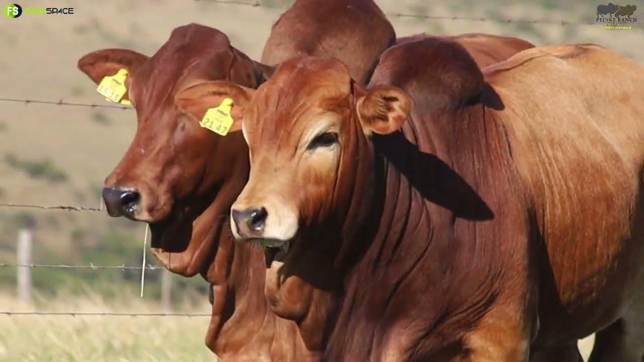 Peinke Ranch Presents - Don't miss Dulcie PRB 15 15 at the Vastrap Boran Auction 18 August 2022