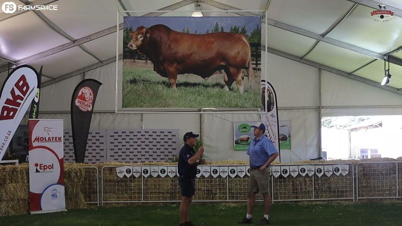 Ons gesels met AJ van die Limousin genootskap oor die Nasionale Kampioenskappe wat vandag afskop.