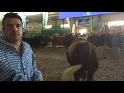 And now its the bulls turn - ALFA Expo 2019