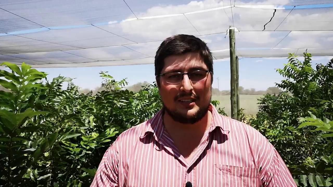 Molopo Pecans Overview