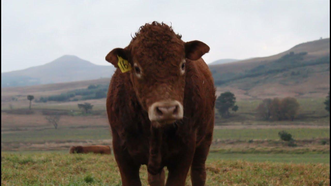 Stey Braes 24th Annual Production Auction - Limousins
