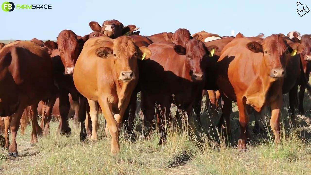 Marching Towards Kroonstad, 1200 Heifer on Auction 16 February Andre Kock & Seuns, Kroonstad