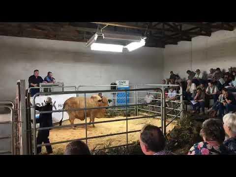 Cape Boran Prestige Auction Session 1
