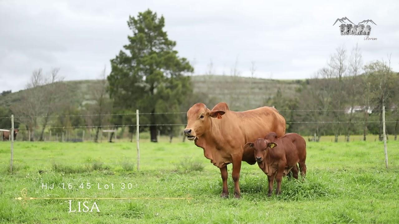 Prestige National Boran Auction Lot 30 -HJ 16 45 - Lisa