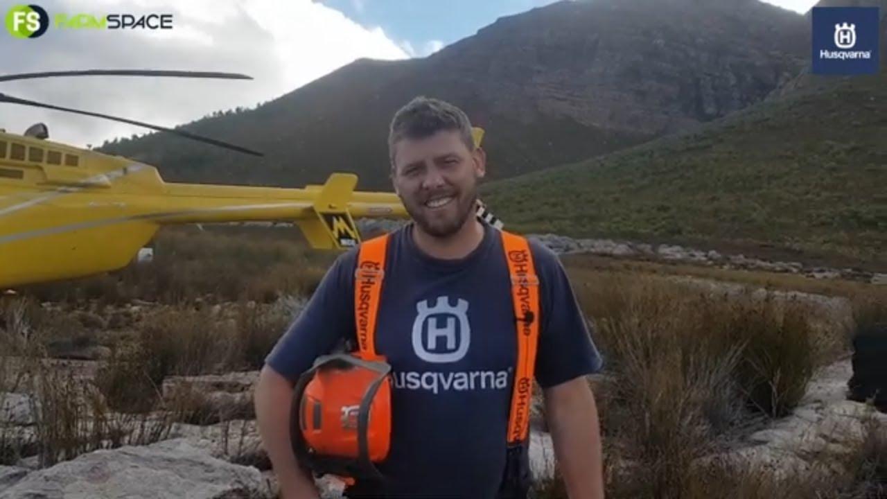 Helihack met Huqvarna. Die dennebome suig die Kaap se water op.