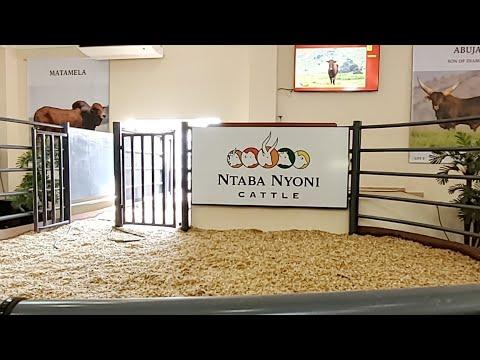 Ntaba Nyoni 3 in 1 Cattle Auction Live From Phala Phala
