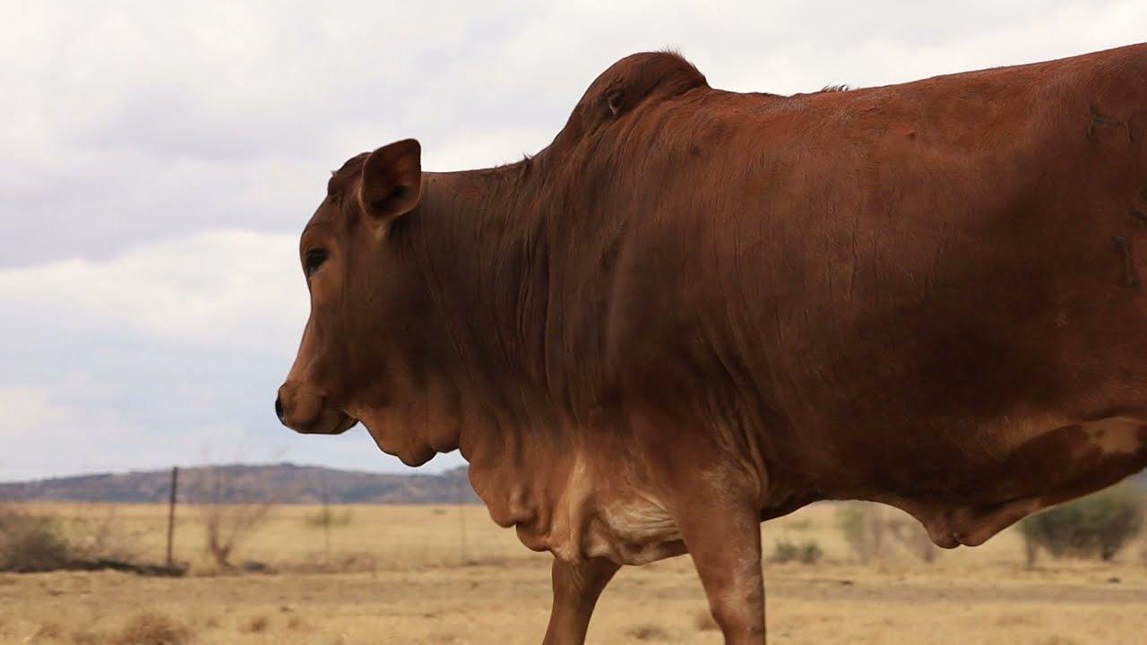Umoja Boran Heifer HS 19 04 at the Boran Nationals 2021