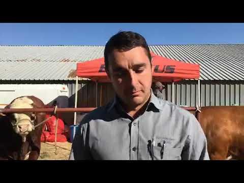 Simmentaler Cattle Breed at Nampo 2019