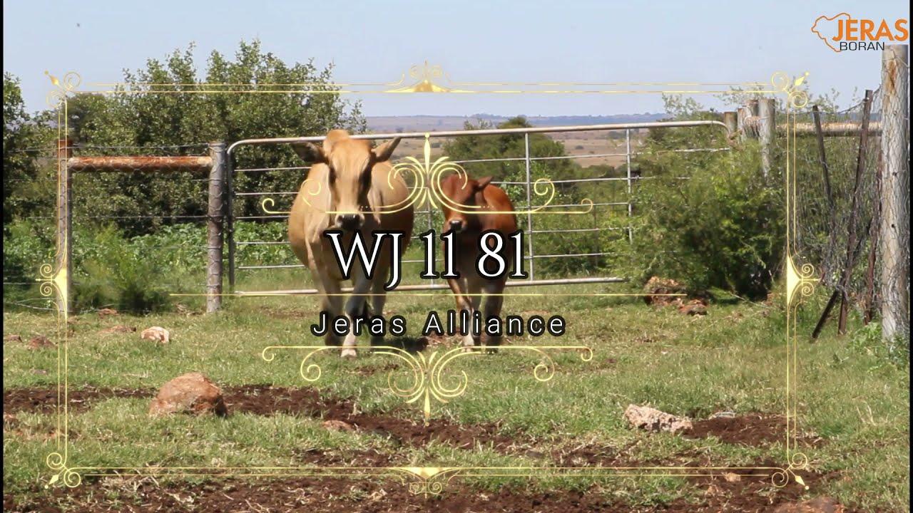 Jeras Alliance Auction 11 81