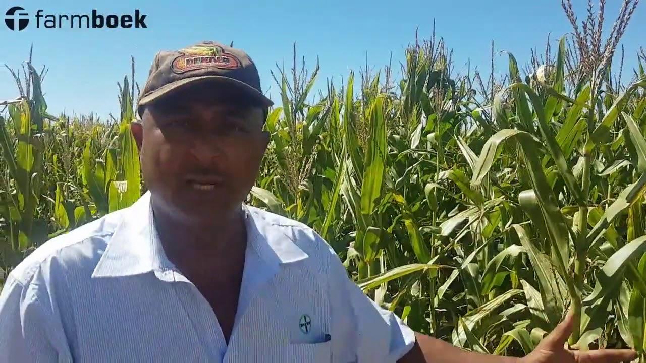 Precision Farmers Day 2019 - Bayer Dekalb