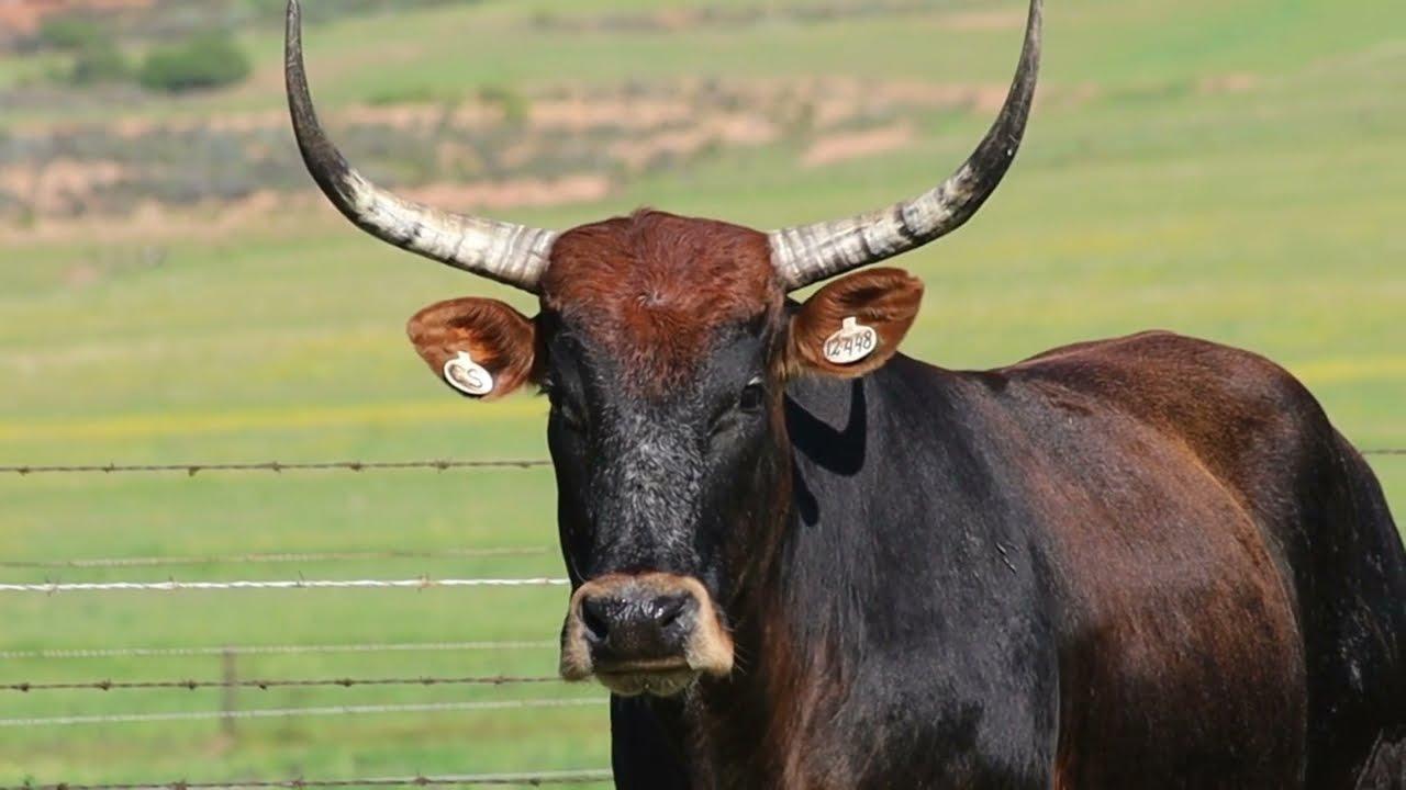 Exsteen Nguni Stoet bied Lot 64 - CS 12-448 by die Nguni Regainer Groep Veiling, 13 Oktober, aan.
