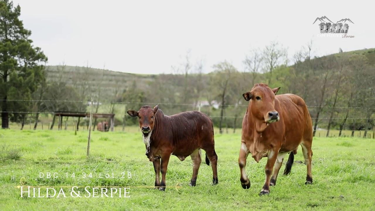 Prestige National Boran Auction Lot 28 - DBC 14 34 - Hilda en Serpie