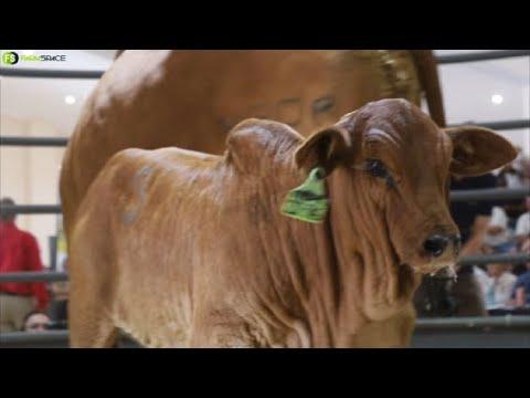Ntaba Nyoni Cattle Auction Racap & Results