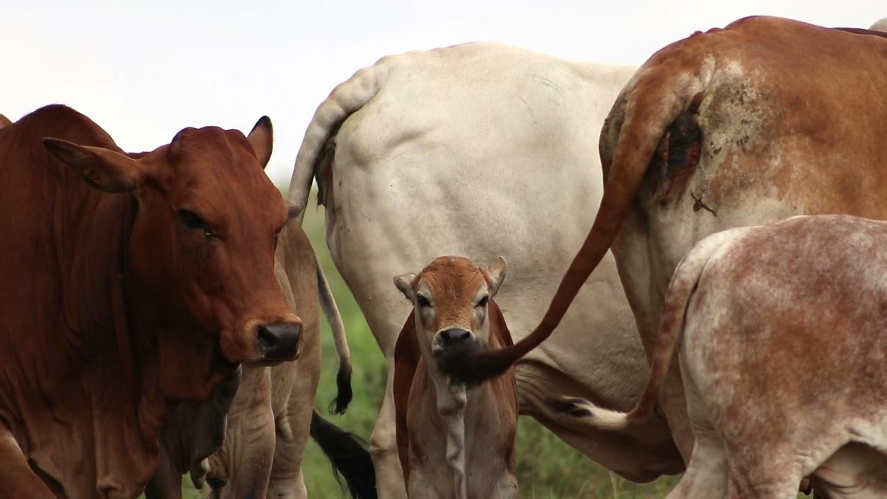 Sterkfontein Boran Auction 21 April 2021