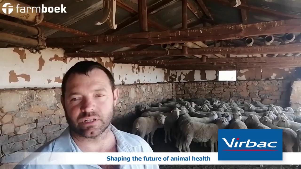 What are the risks when it comes to sheep during the festive season? - Virbac SA