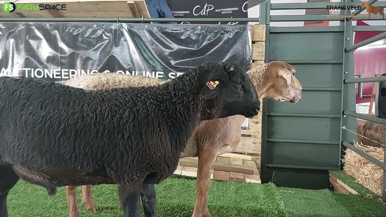 Die Transveld Meatmaster Club hou weer 'n besonderse veiling, as jy uitgemis het loer bietjie hier!