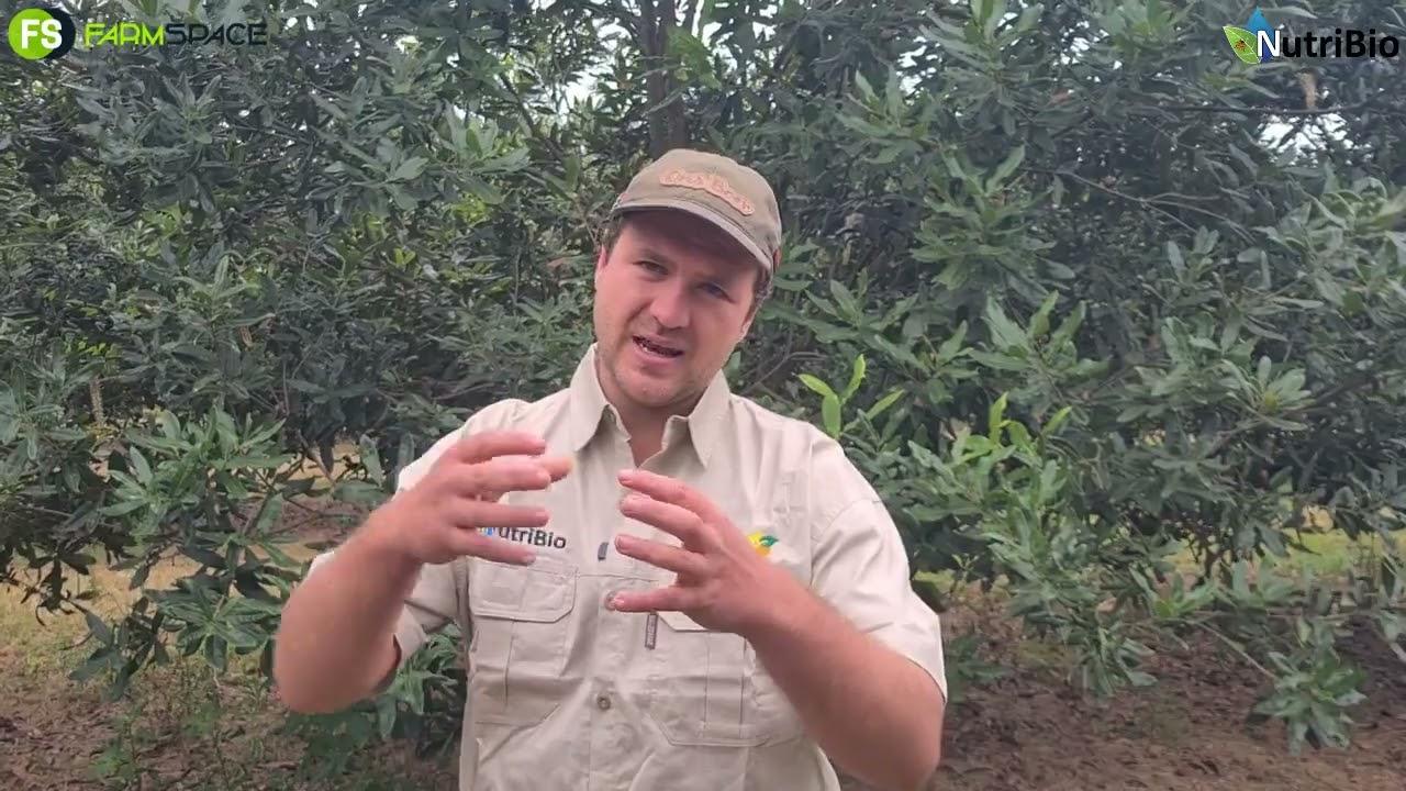 NutriBio Semi-Organiese Kunsmis se effek op die uitkraak van Nelmac 2 Macadamias