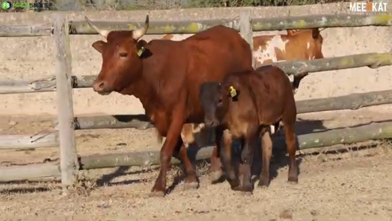 Lot 64 | RV 21-40 | Bushkloof Ngunis at the Nguni Regainer Auction on 12 October 2023