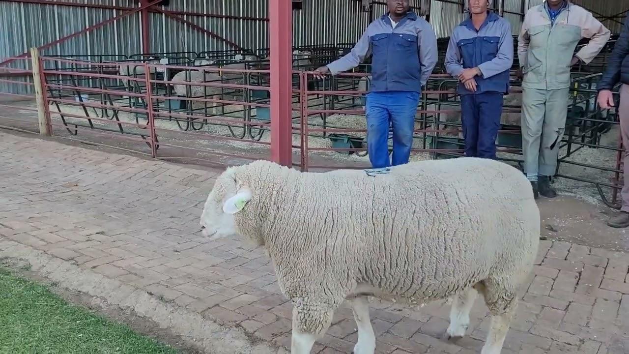 Basiese Ram bespreking met Wimpy Russow tydens die Jacaranda Ile de France Veiling