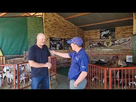 Nampo 2023 - Damara skaap