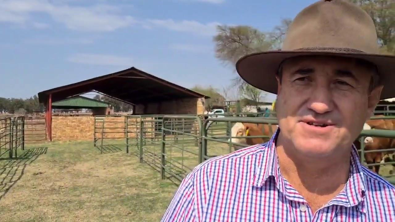 3 van die bestes Simmentaler Veiling op Coligny