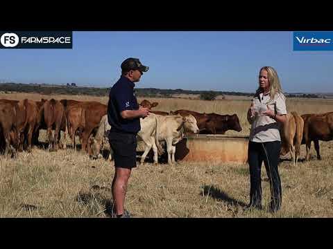 Adele from Virbac discusses the use of Multimin in Strip Grazing (Afrikaans)