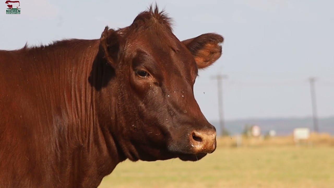 Lot 22 - NMS 20-65 op die Niemen Beef Shorthorn Veiling, 15 Oktober 2022.