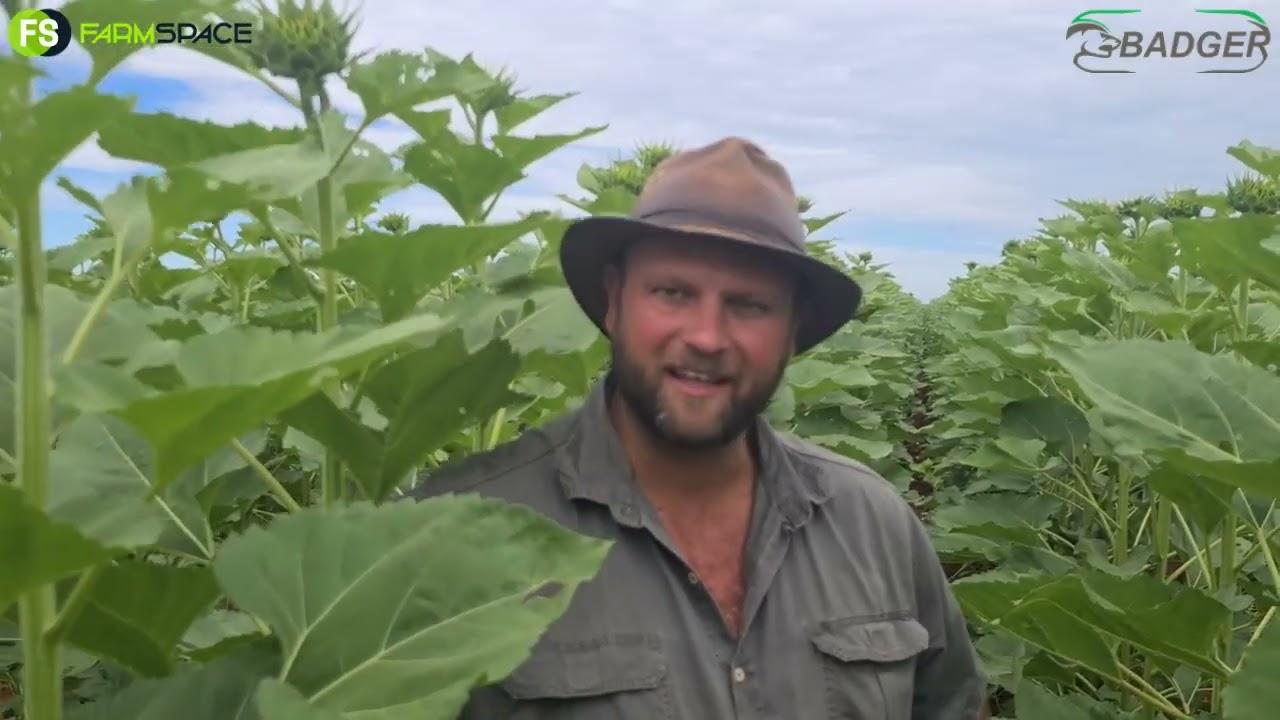 Badger se sonneblomme kom almal gelyk op!