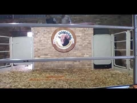 Skatkis Bonsmara se 20ste produksieveiling 2022 in Vryburg.
